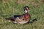 Male wood duck, Art Print